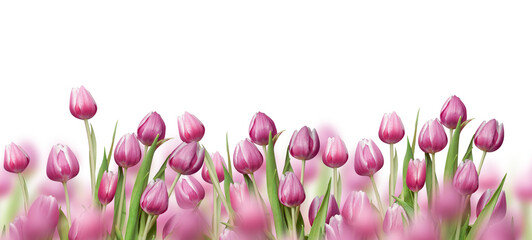 Beautiful border of pink tulips flowers, isolated 