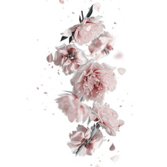 Isolated of pink pale falling peonies blooms and petals, PNG © VICUSCHKA