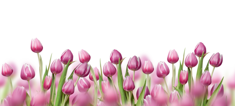 Beautiful border of pink tulips flowers, isolated 