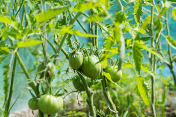 ripening tomatoes in the greenhouse, green tomatoes