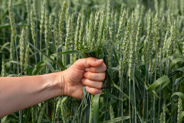 Hand farmer is touching ears of wheat on field in sun, inspecting her harvest. Agricultural...