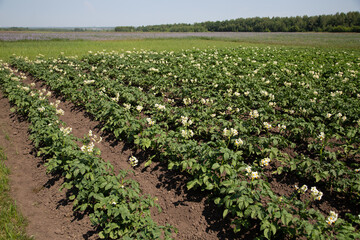 Potato flowers blooming in agriculture organic farm. potato farming and cultivation background. Background of beautiful flowers. 