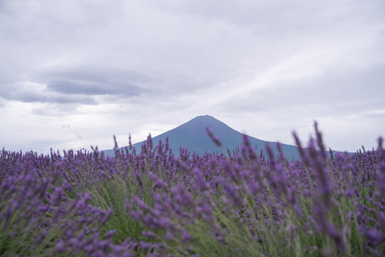 夏の富士山とラベンダー畑