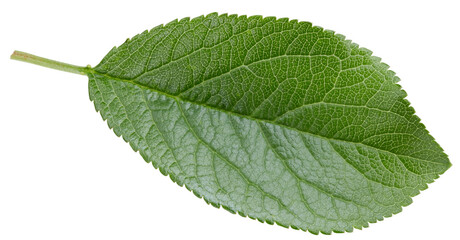 Fototapeta premium Plum leaves isolated on white