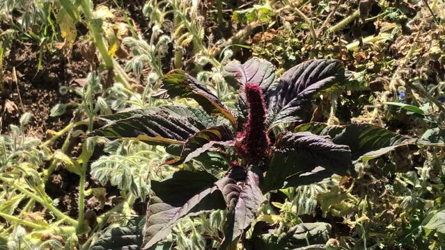 Amarant, healthy food of the Aztec on a meadow in Germany
