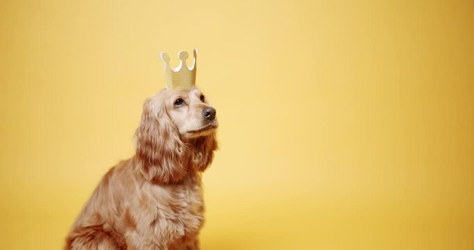 English cocker spaniel sits and poses beautifully with a gold crown and the dog barks on a yellow background. Dog's Birthday. The pet sits with its head up and looks at the camera. 