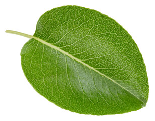 Pear leaves isolated on white