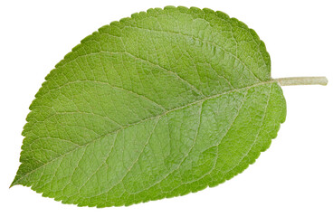 Apple leaves isolated on white