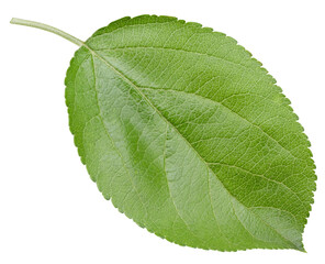 Fototapeta premium Apple leaves isolated on white