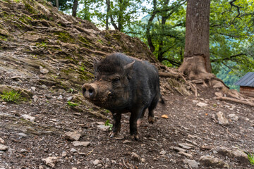 A free-ranging black boar seen in the Borce commune of the French Pyrenees