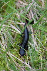 Triton alpestre 