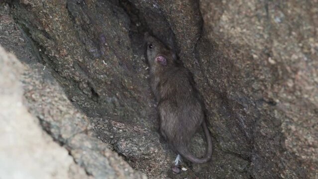 a rat hiding in a rock at the paracas national reserve