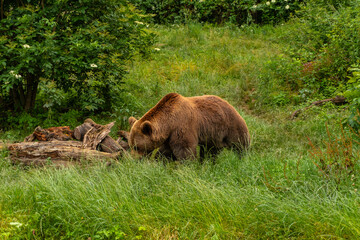 A brown bear in a park in the municipality of Borce in the French Pyrenees