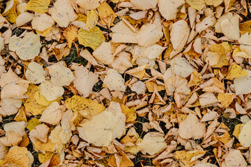 yellow fallen leaves on ground in park. Fall concept