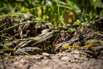 Grenouille