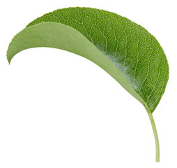 Fototapeta premium Pear leaves isolated on white