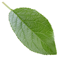 Plum leaves isolated on white