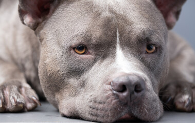 Obraz premium American Bully dog on the grey background
