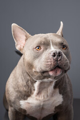 American Bully dog on the grey background