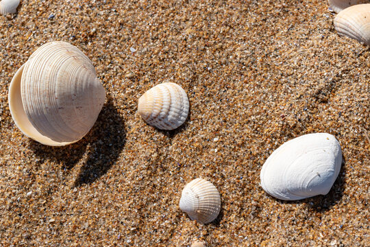 Coquillages