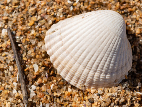 Coquillage