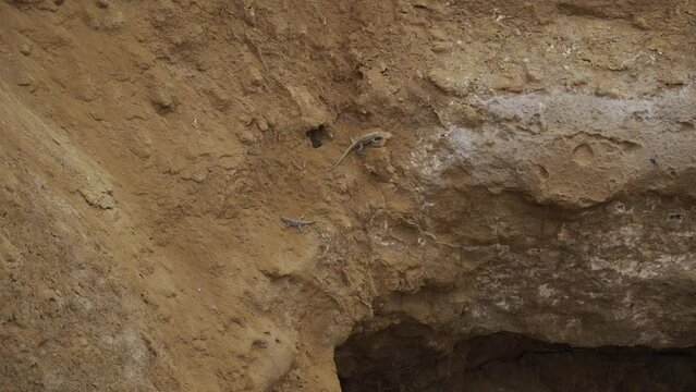two lizards crawling over a rock, paracas national reserve.