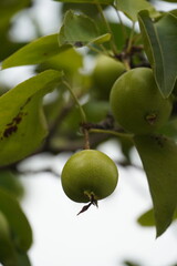 green apples on a tree