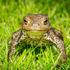 Small insect in the garden, macro photography, nature wildlife, selective focus