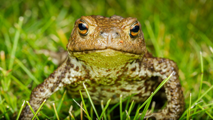 Small insect in the garden, macro photography, nature wildlife, selective focus