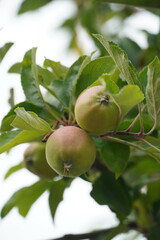 green apple on tree