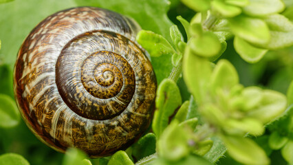 Small insect in the garden, macro photography, nature wildlife, selective focus