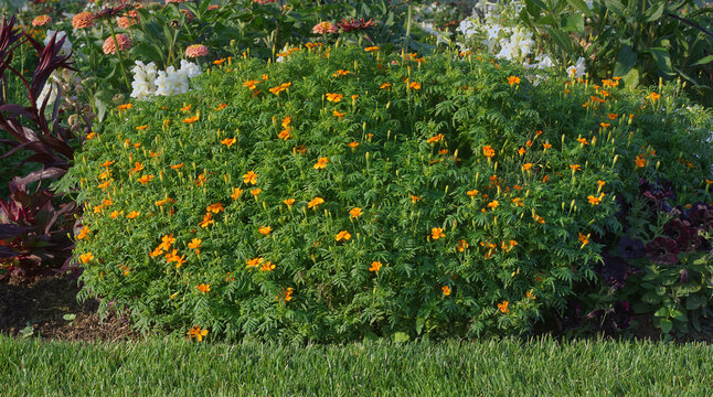 Ornamental plant Slender-leaf marigold in bloom, a flowering bunch of bright orange flowers of tagetes tenuifolia or signet marigold with green leaves.