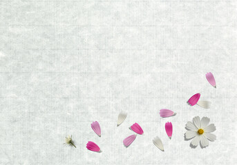 簾の目模様の白い和紙の背景と、カラフルなコスモスの花びら
