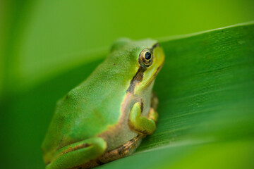葉の上で潜むアマガエル