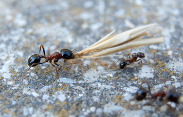 An ant carries seeds twice its size into storage