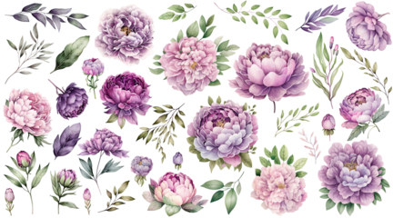 Set of peonies flower purple pink lavender pastel color Watercolor, collection of hand drawn flowers , Botanical plant illustration transparent background, PNG.