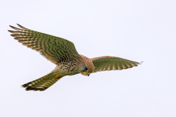 Common kestrel (Falco tinnunculus) hovering in flight, Netherlands.