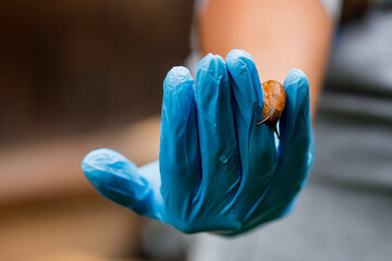 Close-up of the Spanish slug Arion lusitanicus in the hand of a gardener. Large slimy brown snails...