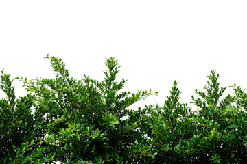 green leaves plant isolated