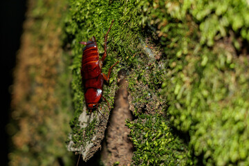 自然界に生息するゴキブリ