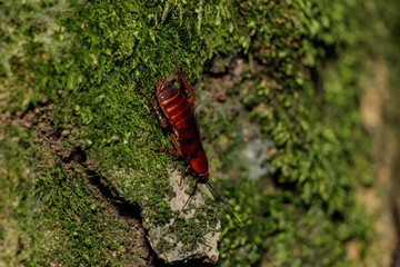 自然界に生息するゴキブリ