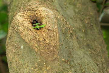樹の節穴に生える雑草の新芽