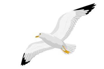 Seagull, wildlife nature, animal, bird, wing, beak, fly, feather, sky, freedom, shape, motion, realistic. Isolated on white background. Vector illustration