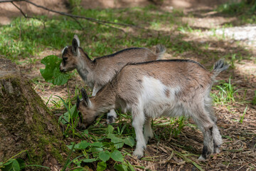 Two baby goats in a contact zoo, located in natural conditions, in a forest clearing .on a sunny summer day.
