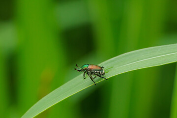 甲虫の生活