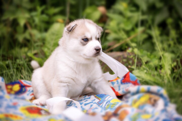 Siberian Husky dog puppy lying on blanket in grass outdoors