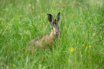 Lièvre brun (Lepus europaeus) adulte en été. Alpes. France
