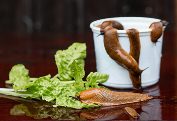 Close-up of the Spanish slug Arion lusitanicus in a bucket. Big slimy brown snails crawling around the garden. The invasion damages the leaves and crops. Collection of invasive species.