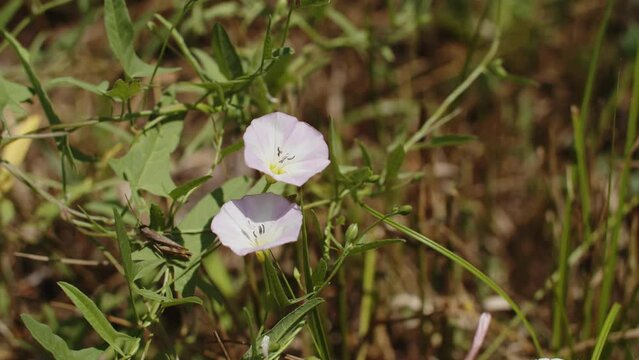 field bindweed flower among thickets swaying in the wind 4K video