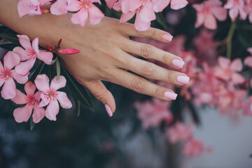 Women's hands with beautiful nail design. Women's hands hold a pink autumn flower. Beautiful hands with manicure. - 624316535